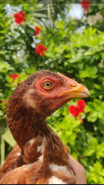 Home Breed Aseel