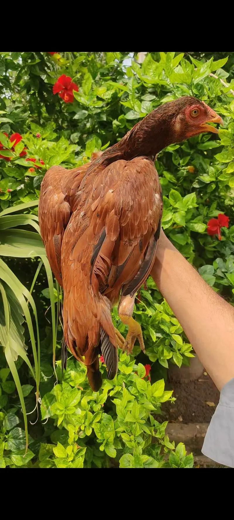Home Breed Aseel — photo 2