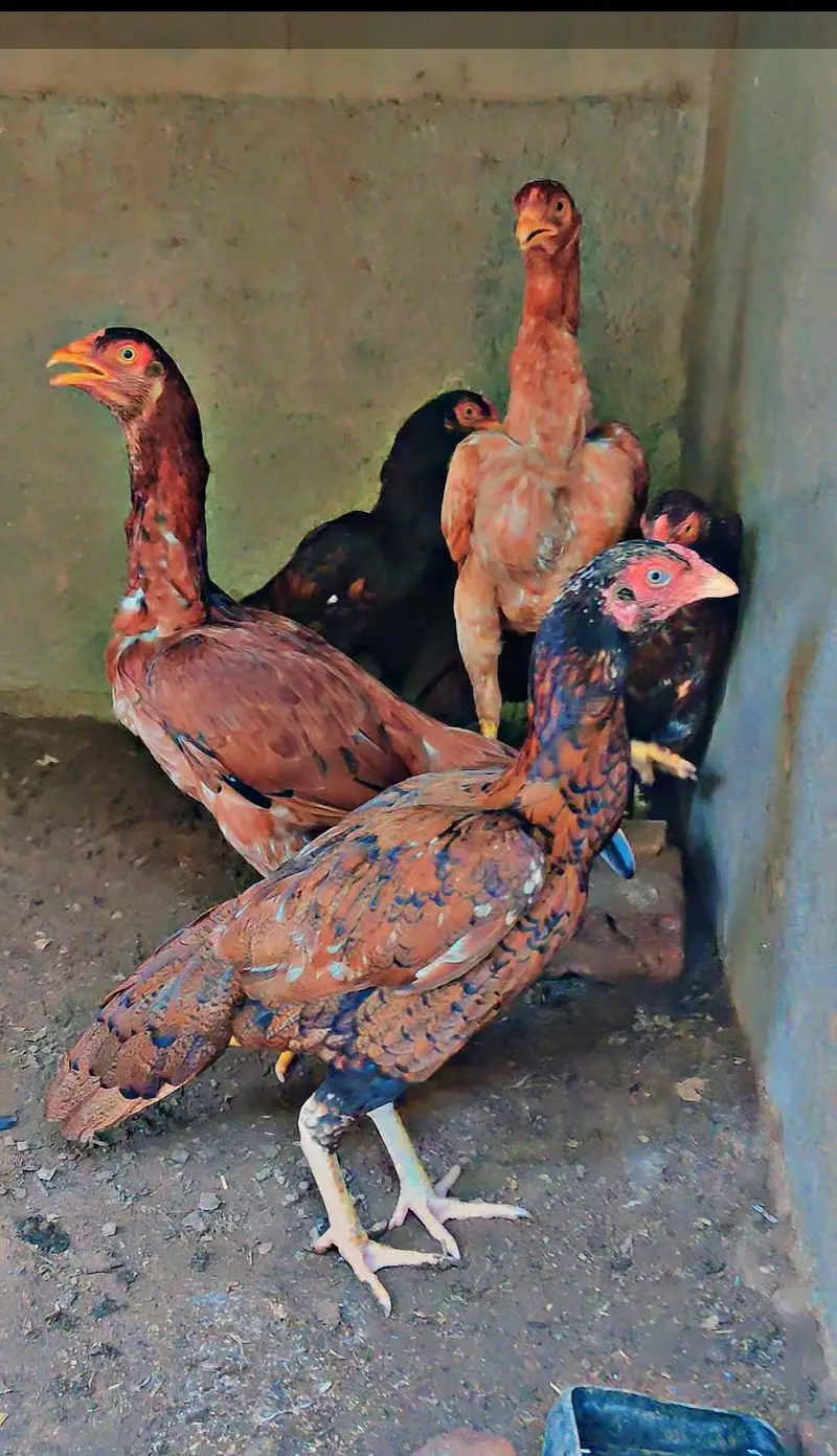 Home Breed Aseel — photo 4