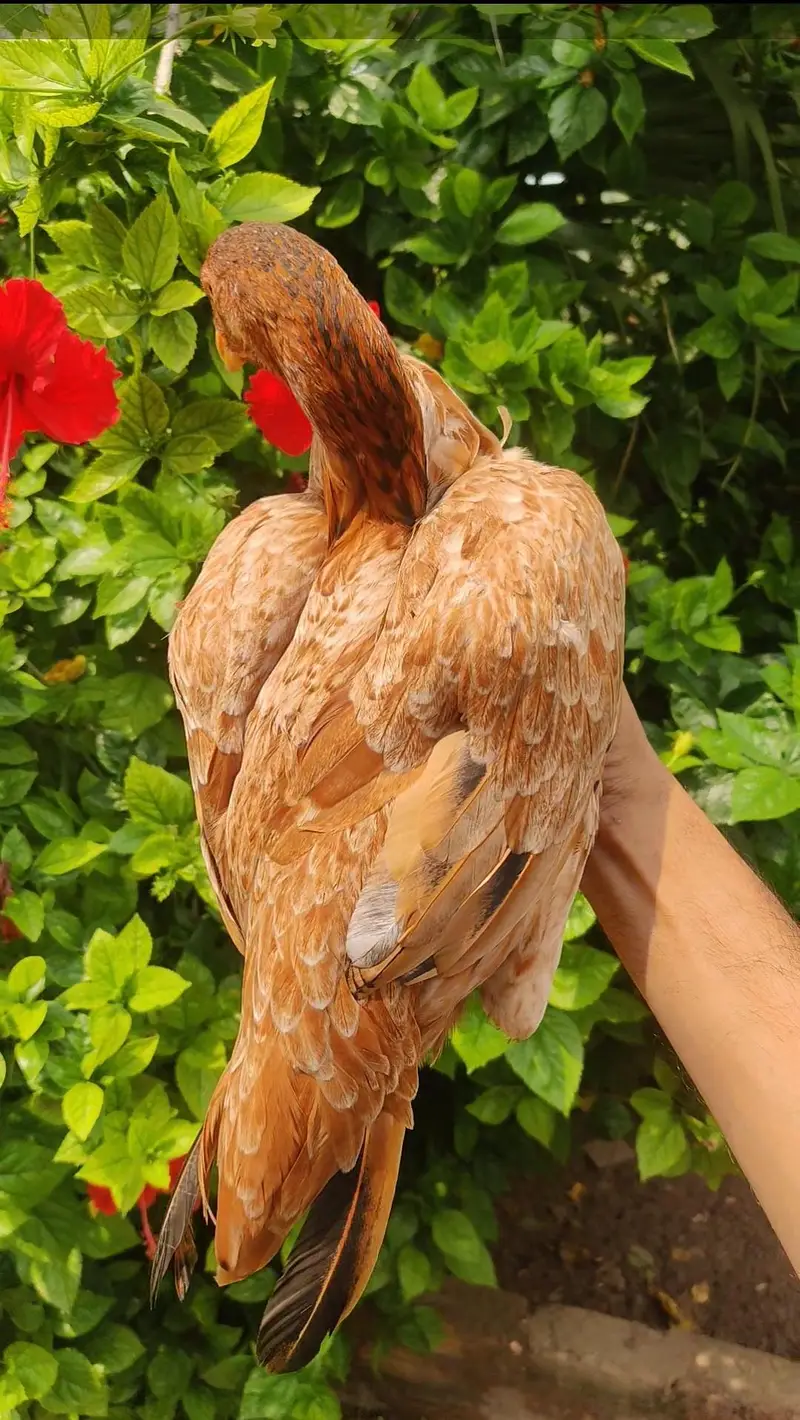 Home Breed Aseel — photo 7