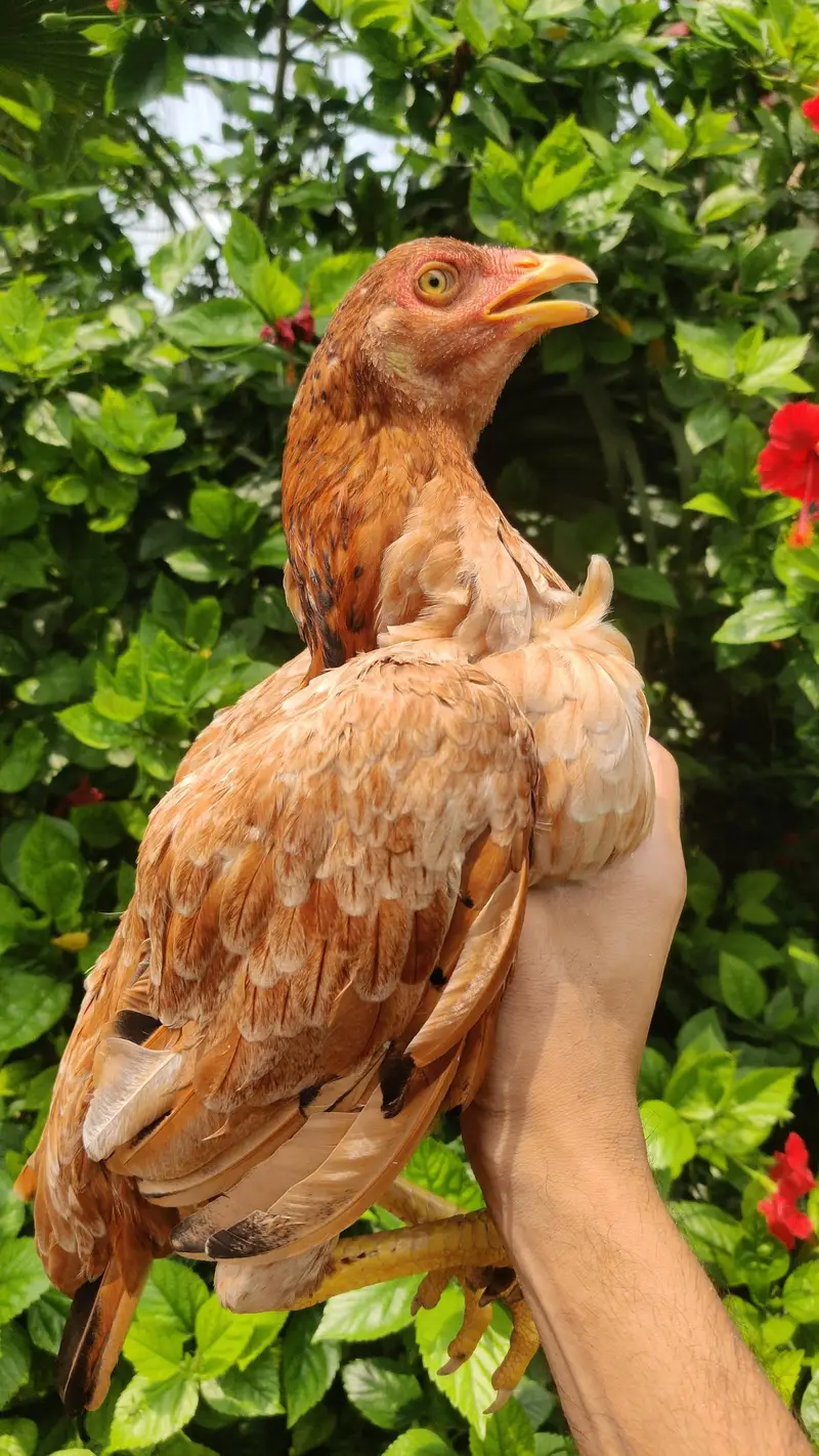 Home Breed Aseel — photo 8