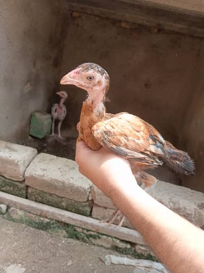 aseel chicks and murga murgi for sale