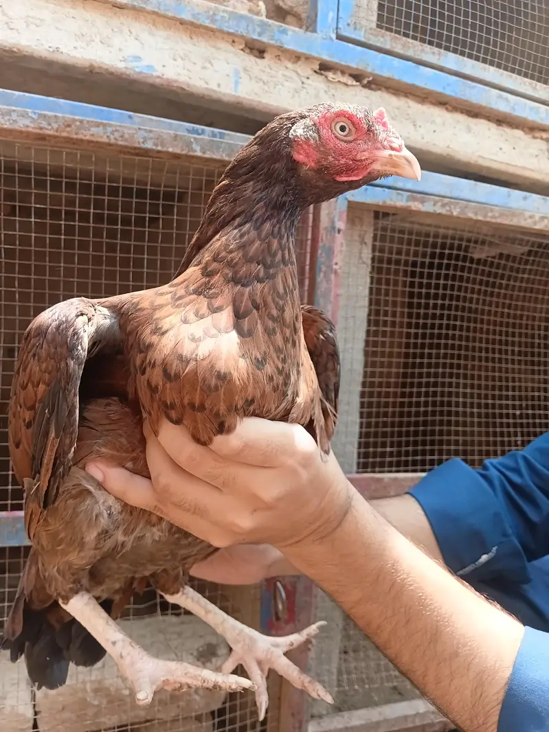 aseel chicks and murga murgi for sale — photo 2