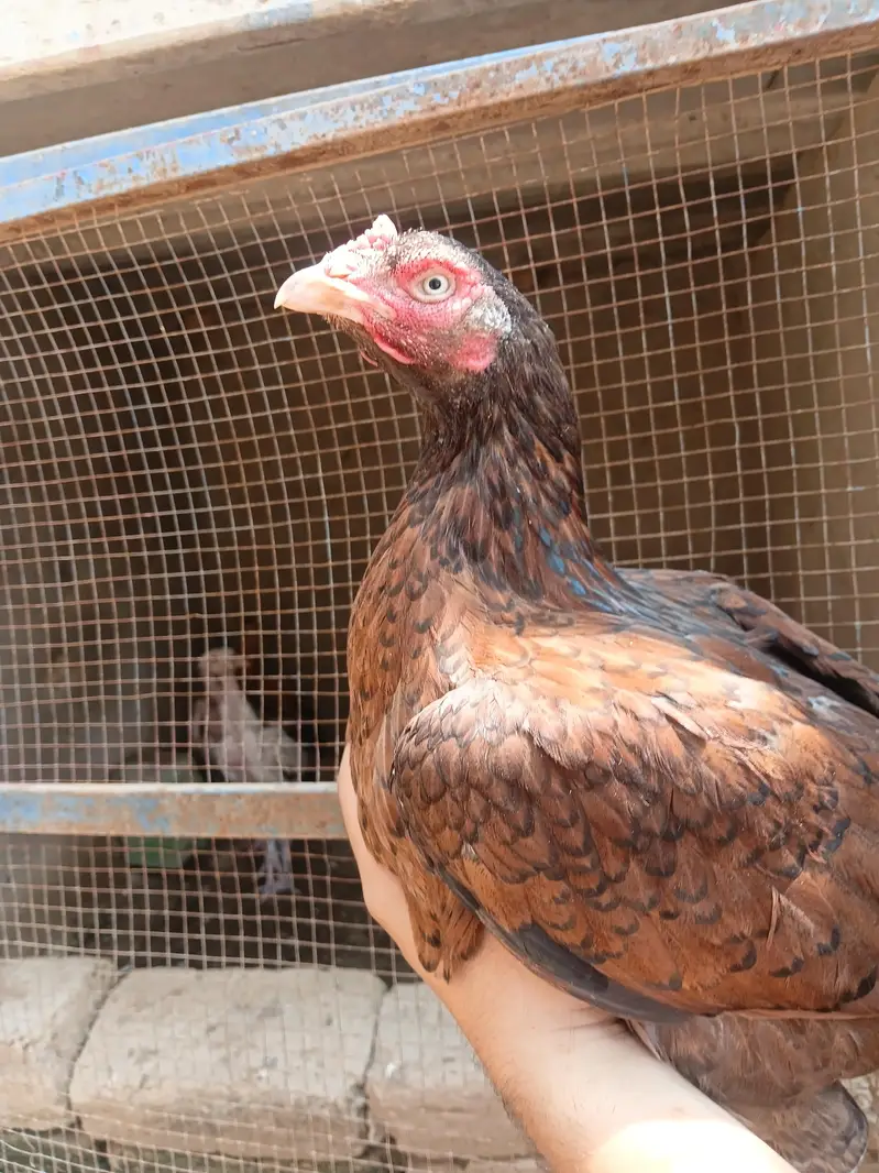 aseel chicks and murga murgi for sale — photo 3