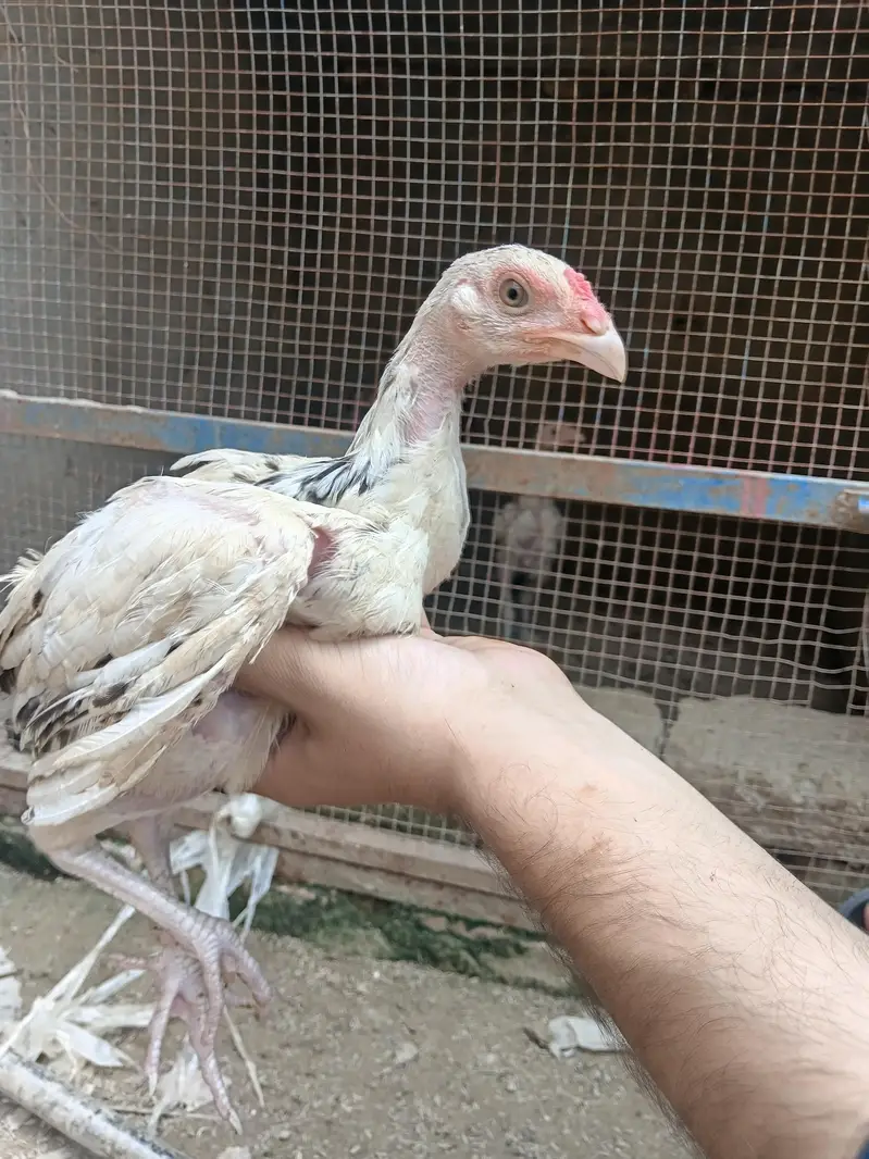 aseel chicks and murga murgi for sale — photo 4