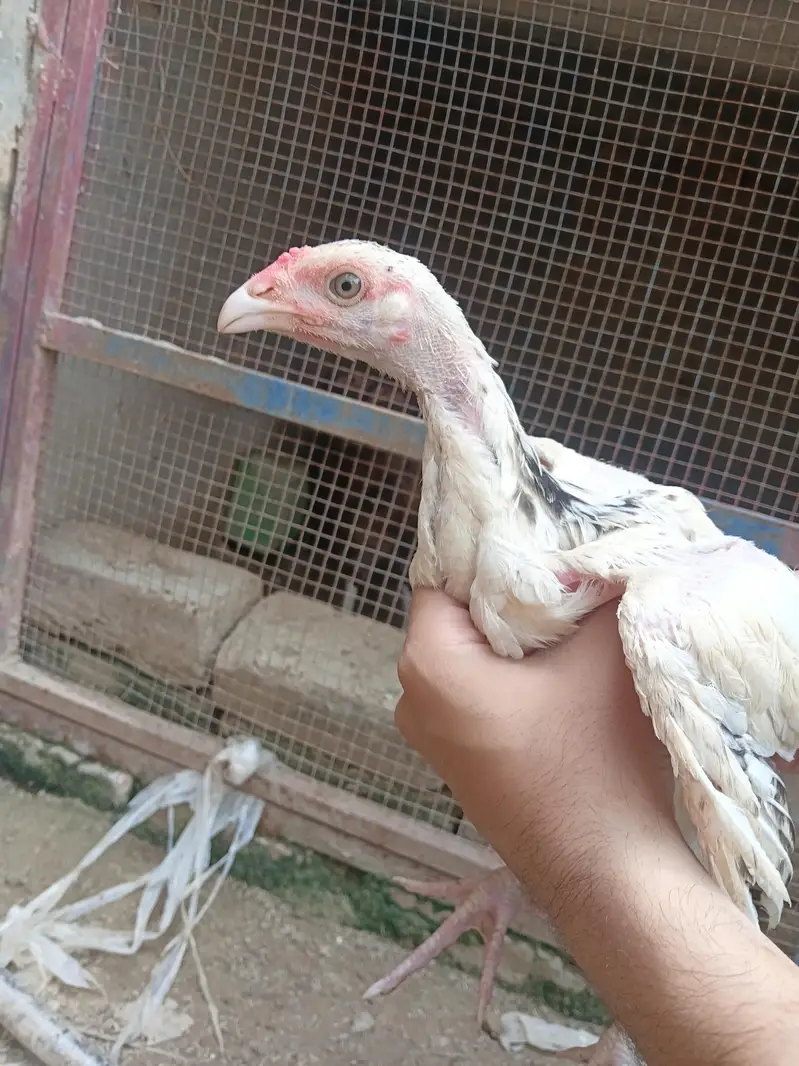aseel chicks and murga murgi for sale — photo 5