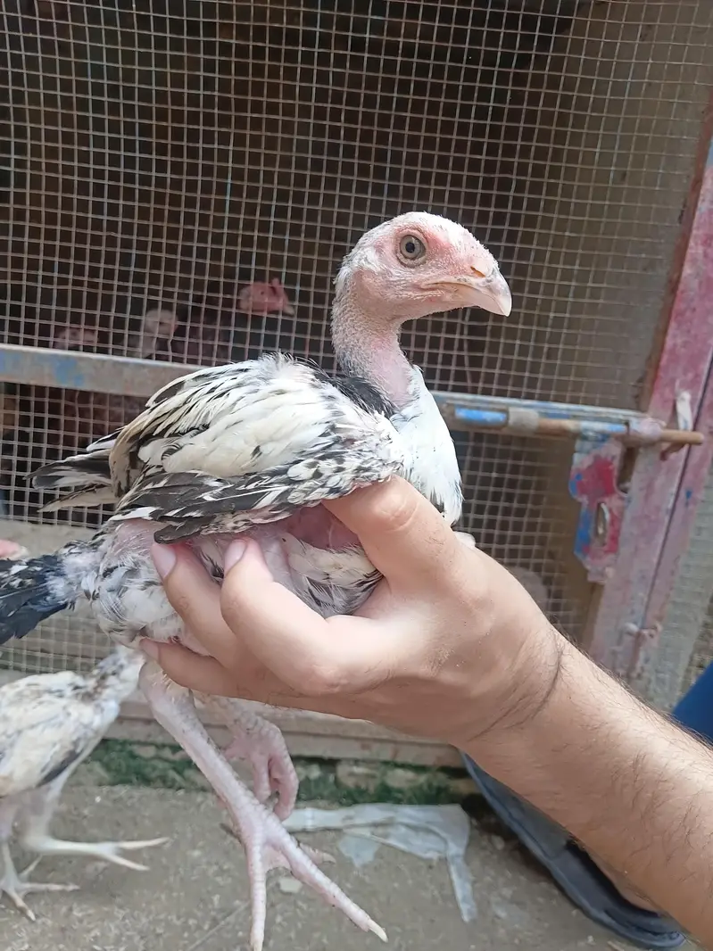 aseel chicks and murga murgi for sale — photo 6