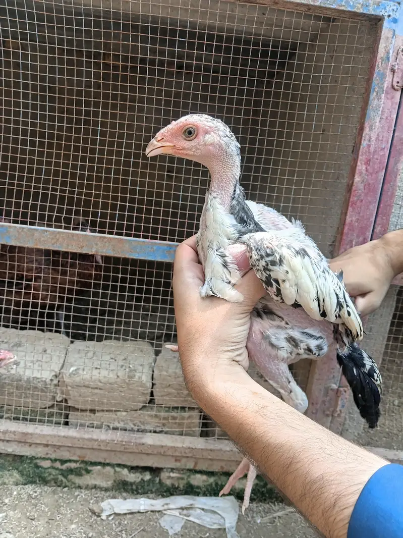 aseel chicks and murga murgi for sale — photo 7