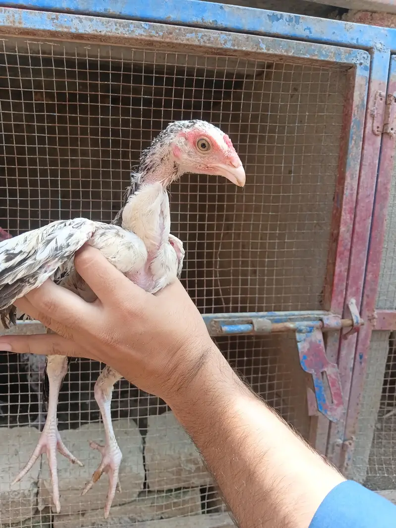 aseel chicks and murga murgi for sale — photo 8