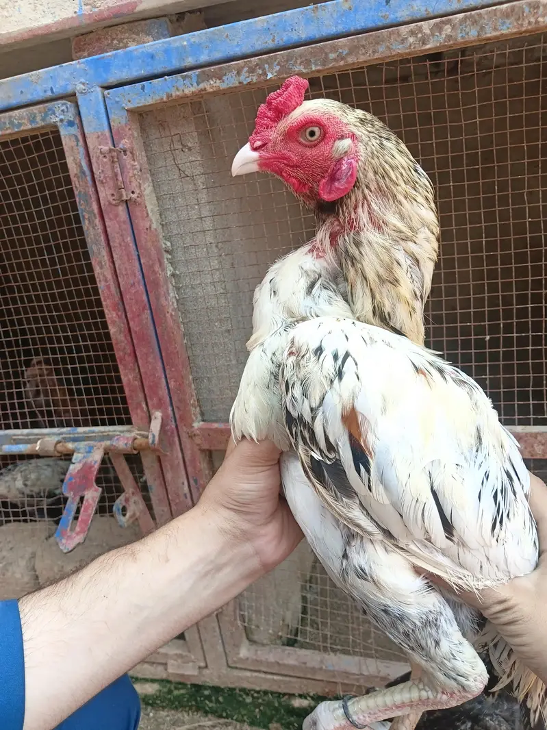 aseel chicks and murga murgi for sale — photo 9