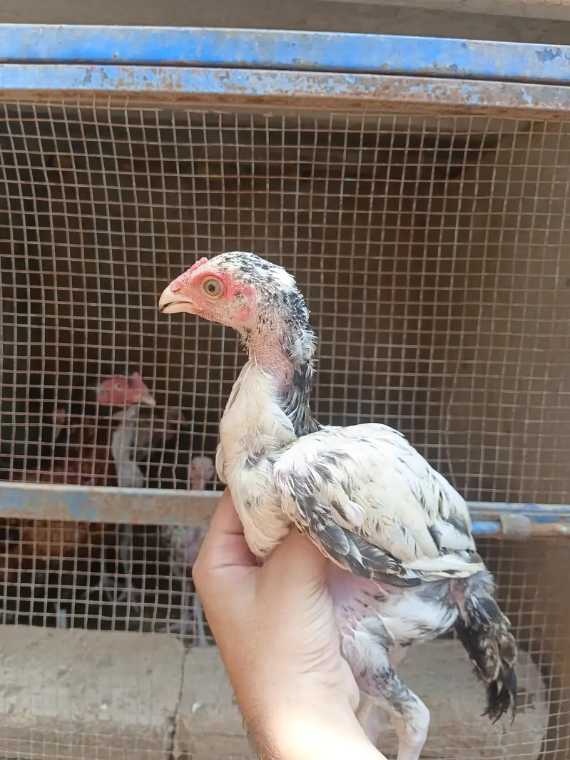 aseel chicks and murga murgi for sale — photo 10