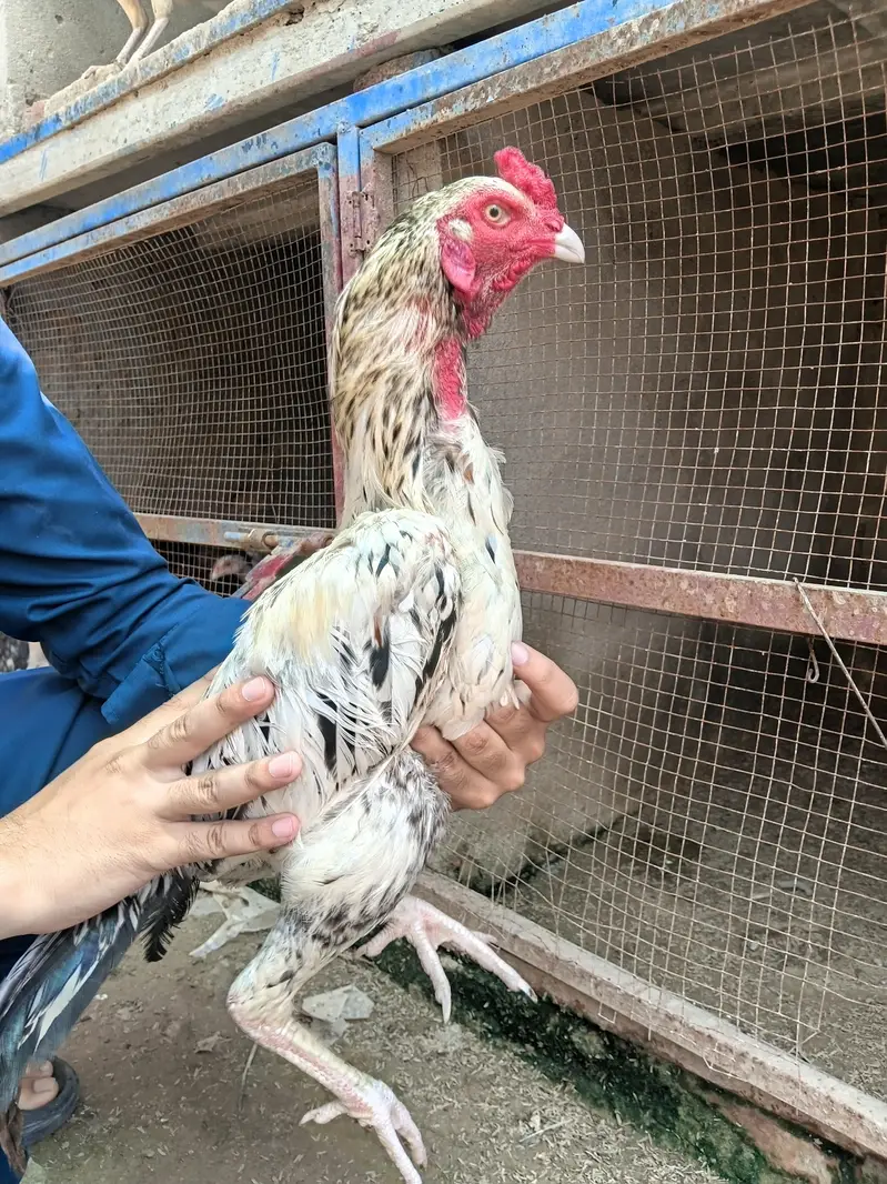 aseel chicks and murga murgi for sale — photo 11