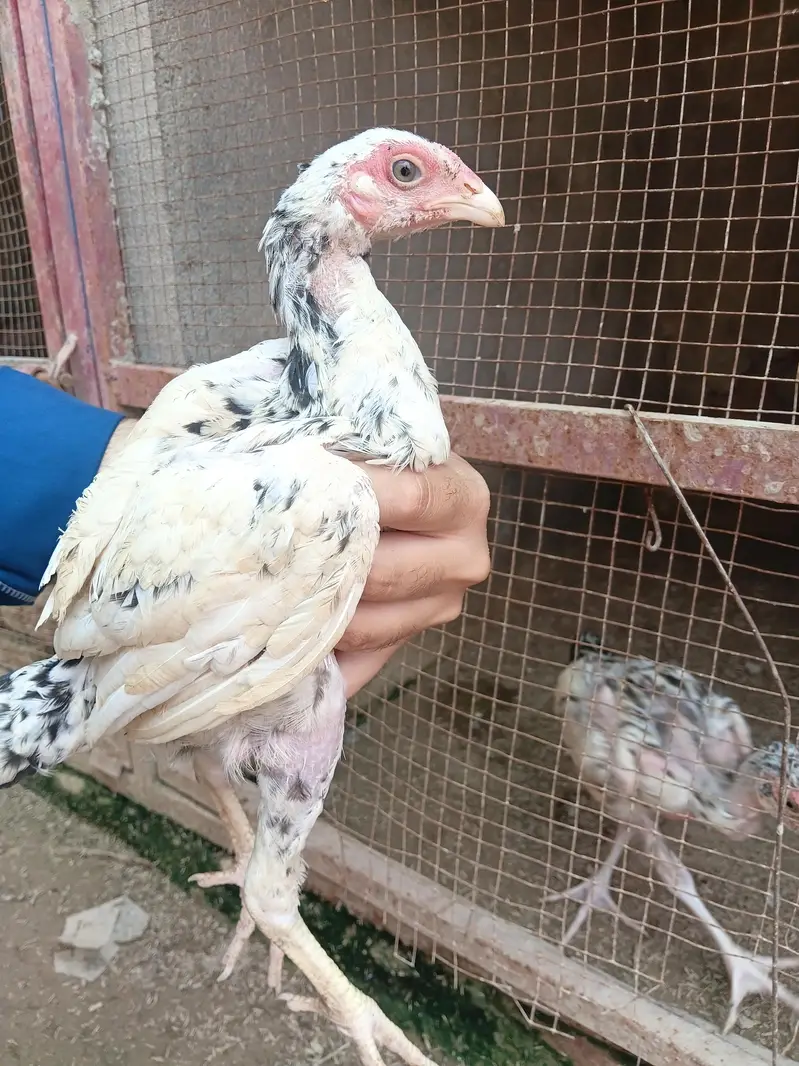 aseel chicks and murga murgi for sale — photo 12