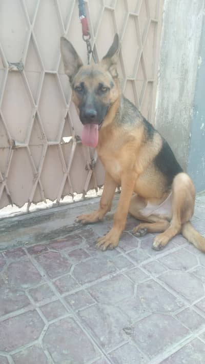 Germany shepherd