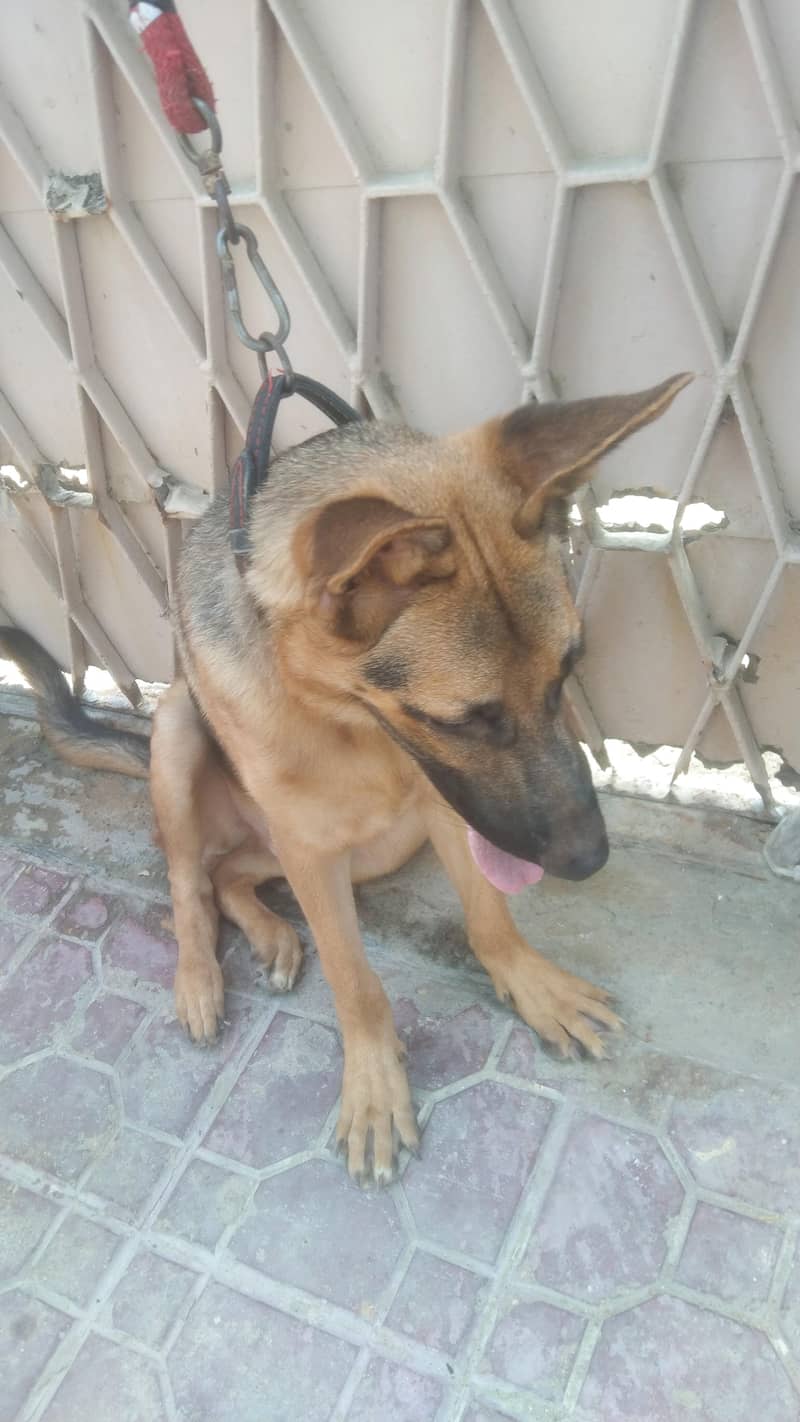 Germany shepherd 1