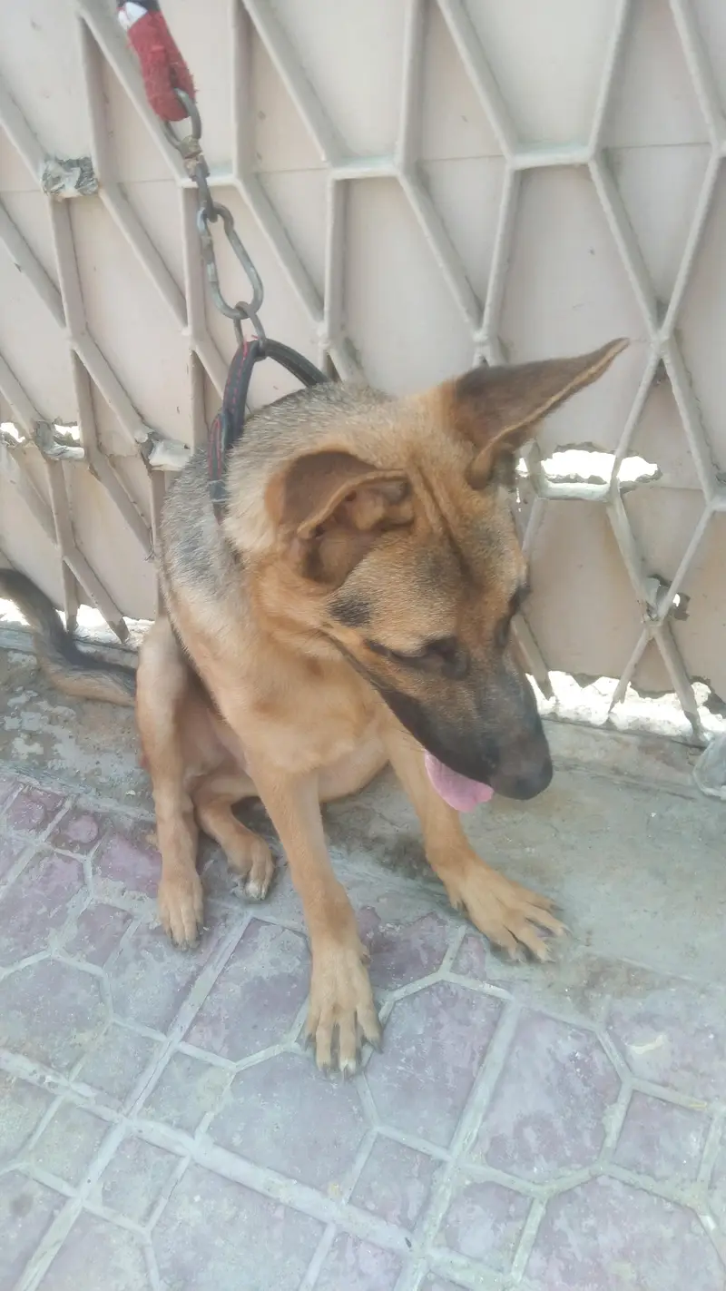 Germany shepherd — photo 2