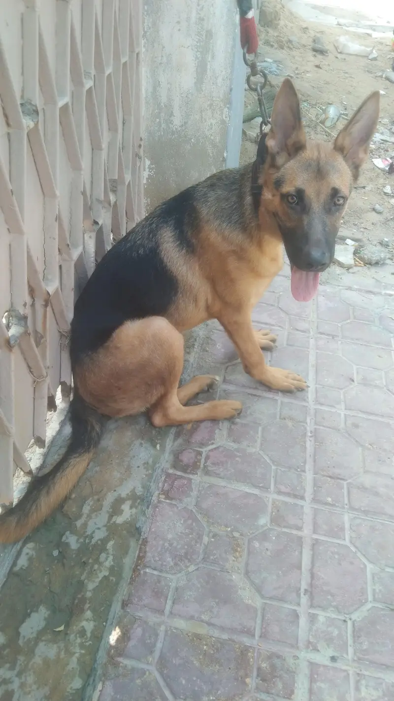 Germany shepherd — photo 3