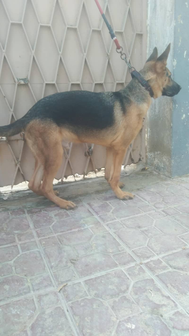 Germany shepherd 3