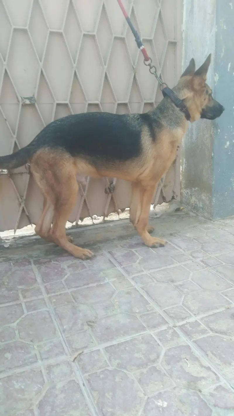 Germany shepherd — photo 4