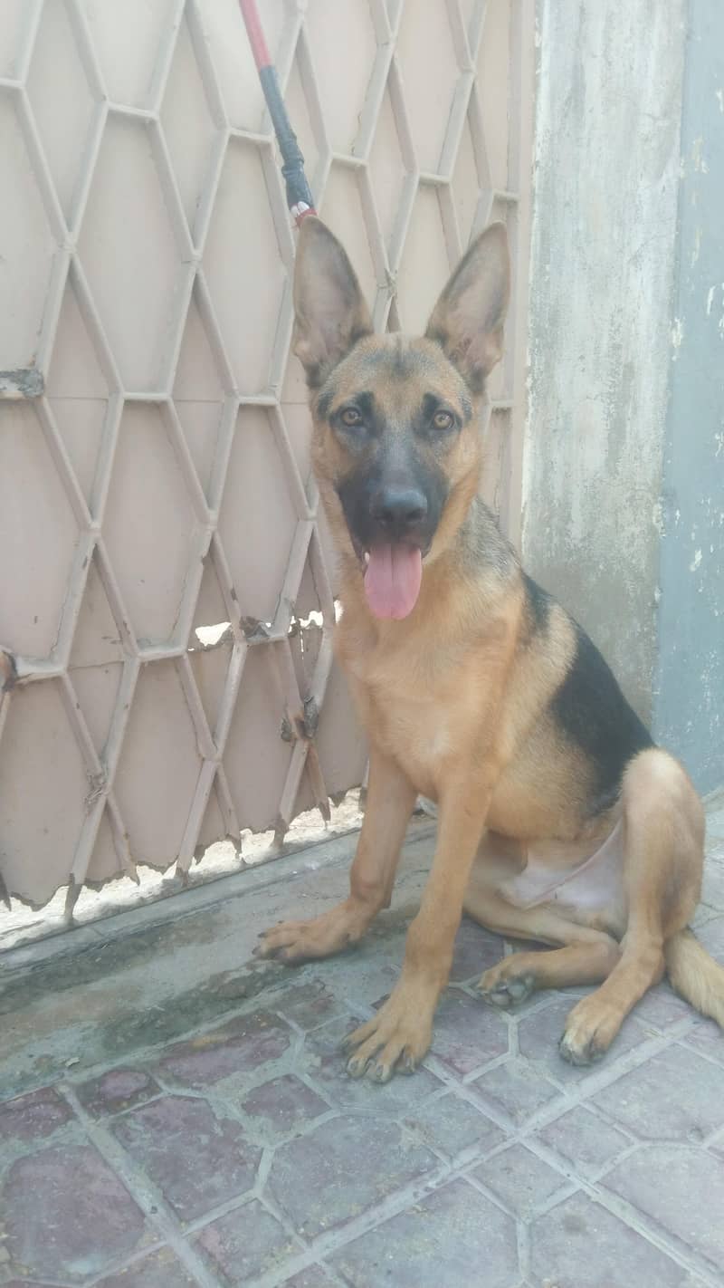 Germany shepherd 4