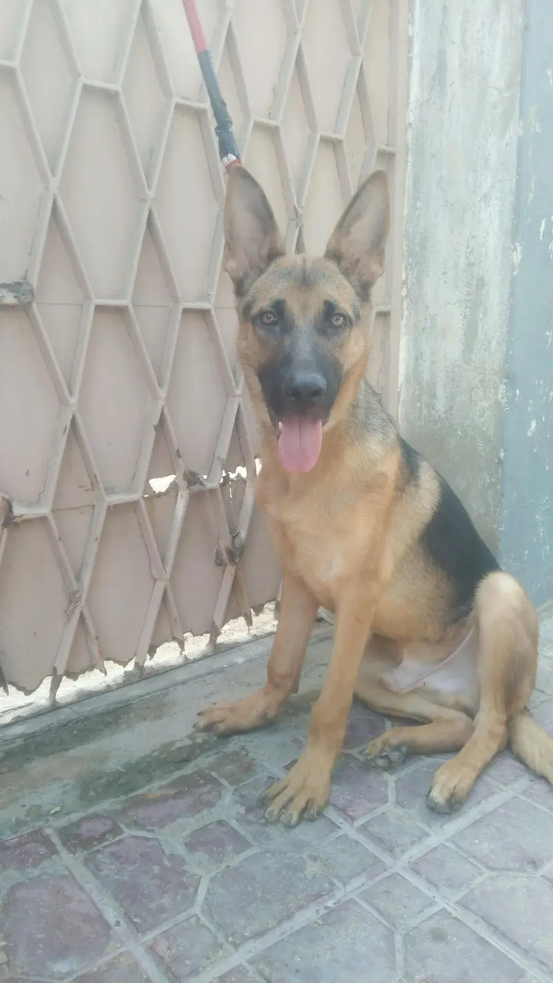 Germany shepherd — photo 5