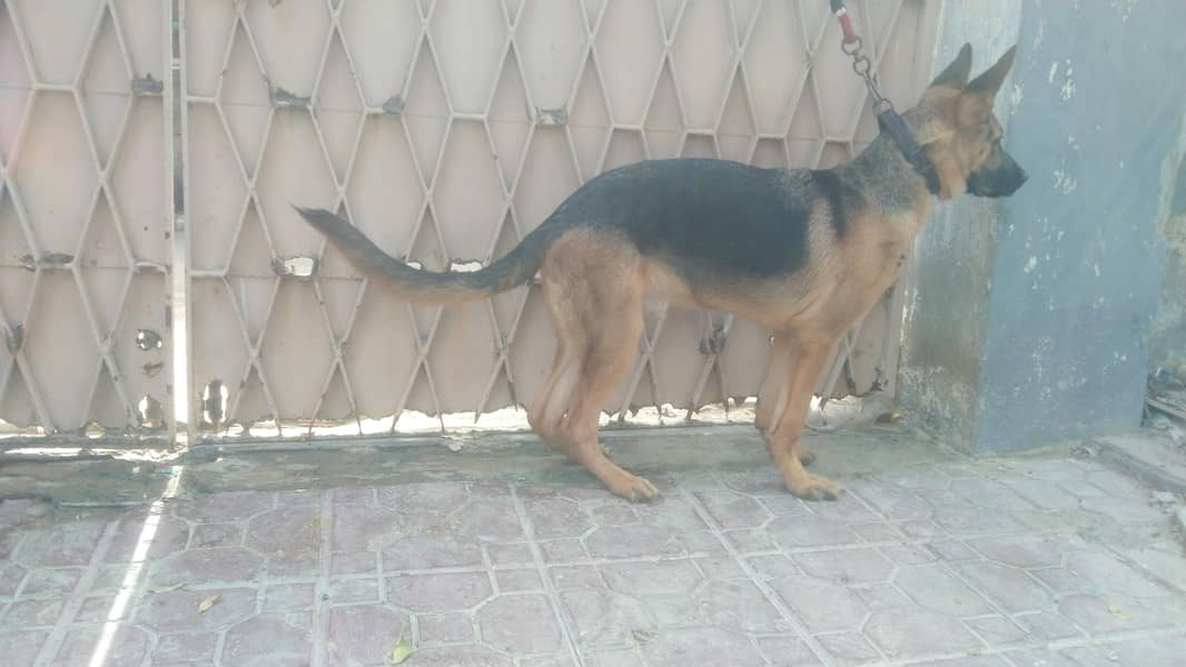 Germany shepherd 5