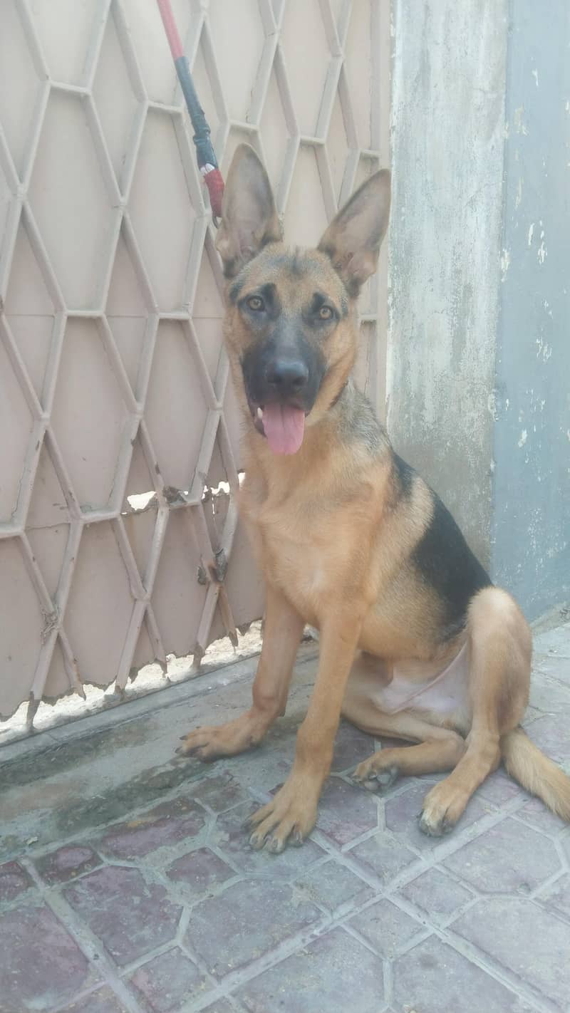 Germany shepherd 6