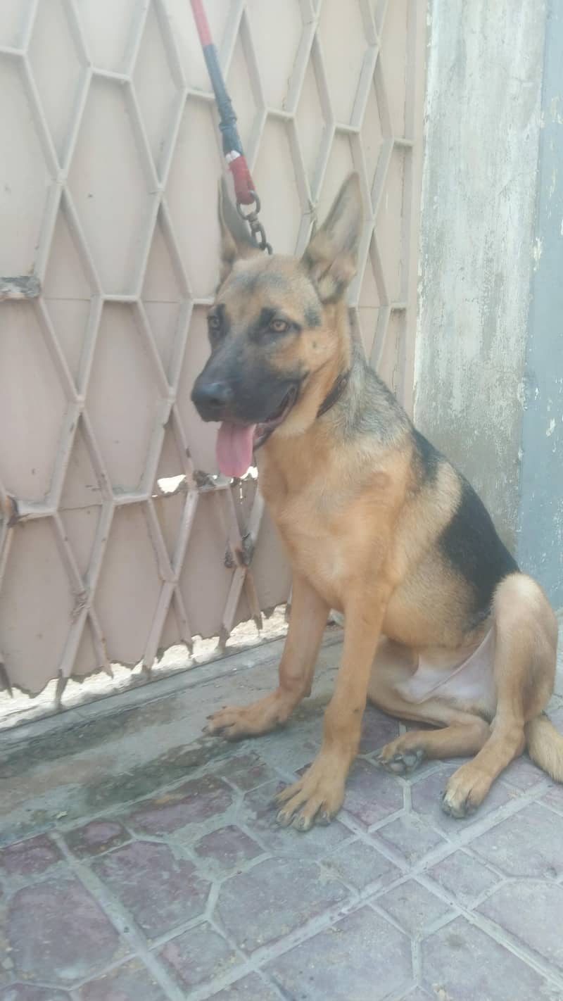 Germany shepherd 7