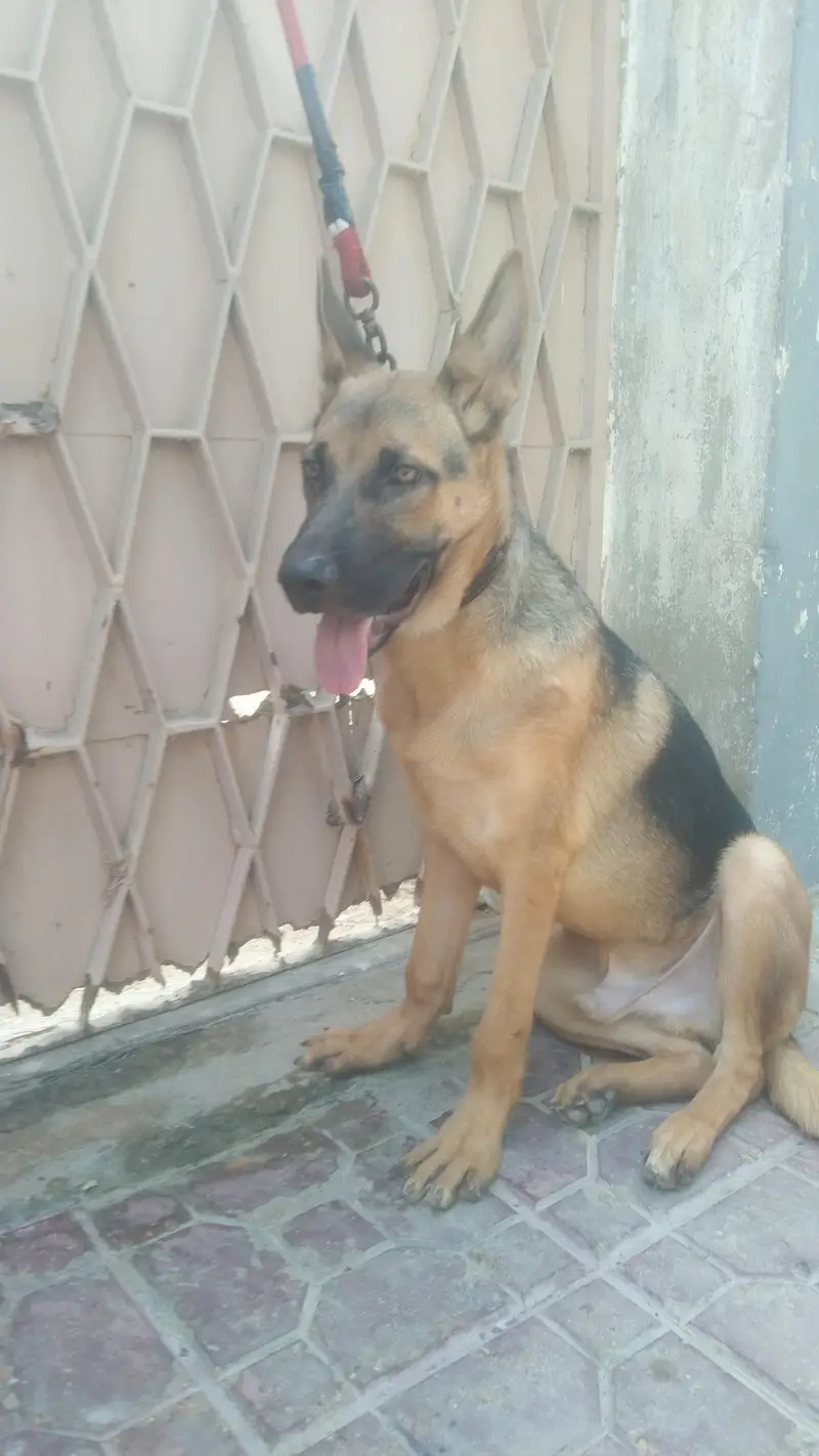 Germany shepherd — photo 8