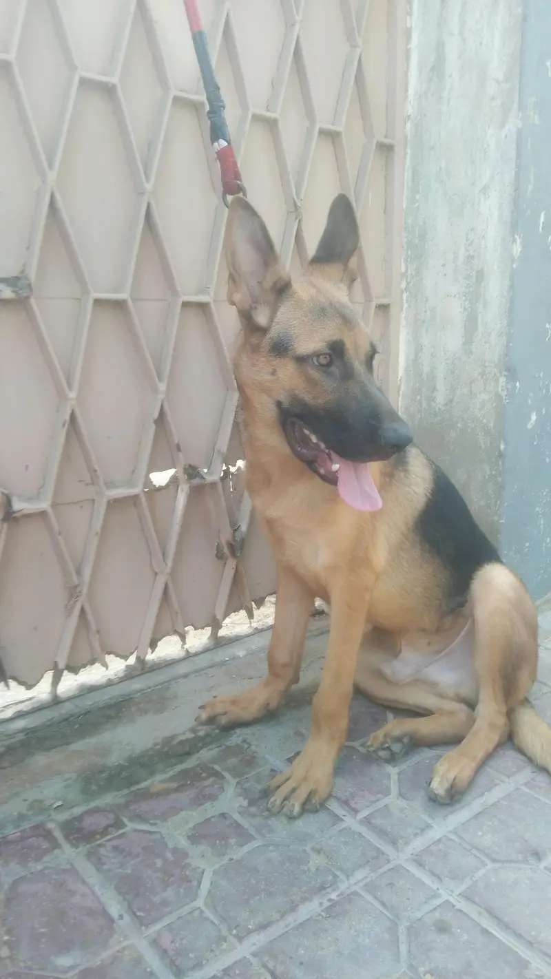 Germany shepherd — photo 9