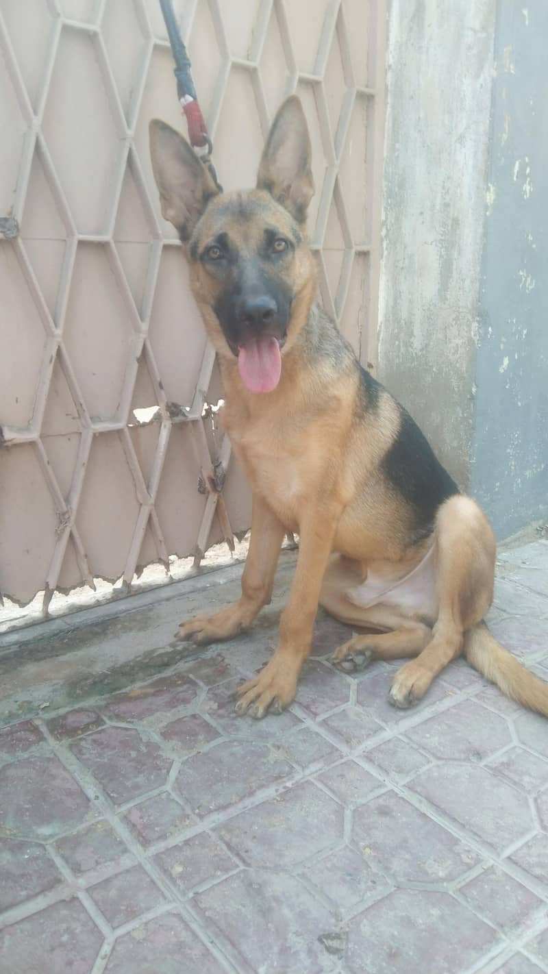 Germany shepherd 9
