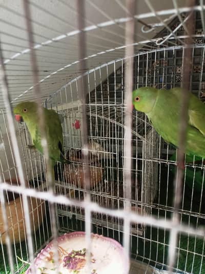 Green Parrot Pair For sale