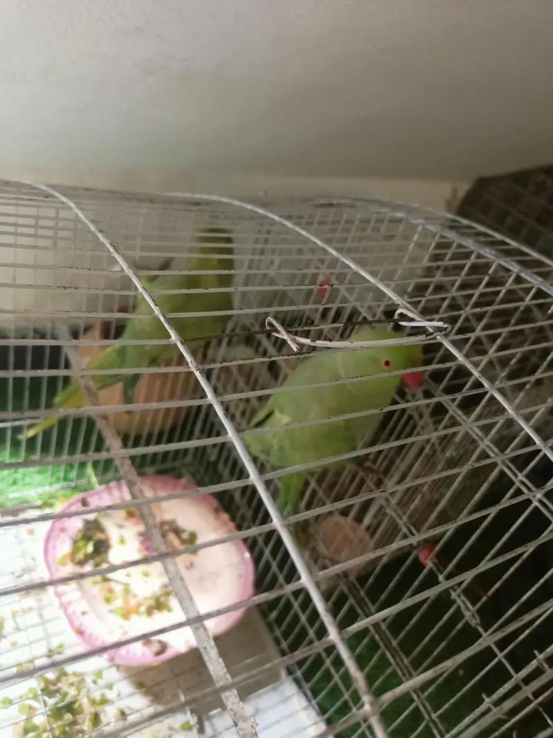 Green Parrot Pair For sale — photo 2