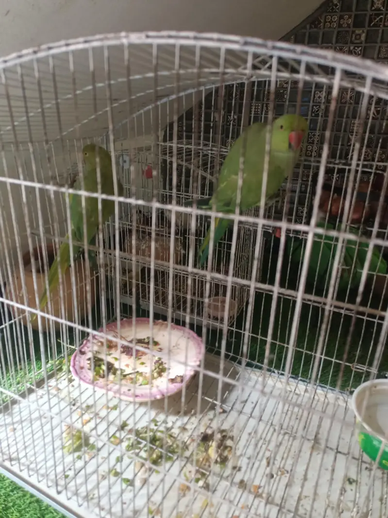 Green Parrot Pair For sale — photo 3