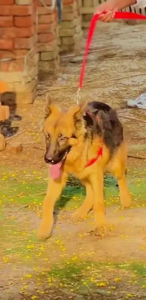 Pure germend shepherd — photo 5