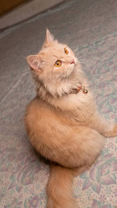 Persian cat