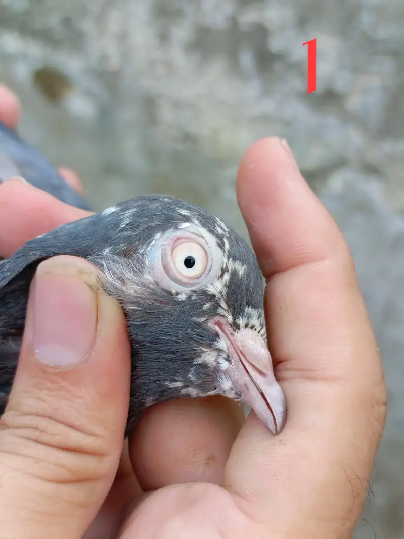 4 pigeon (2 pair)