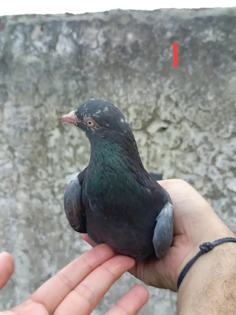 4 pigeon (2 pair) — photo 2