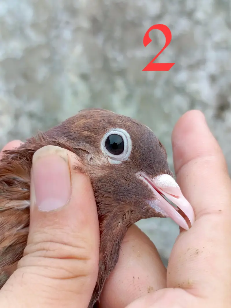 4 pigeon (2 pair) — photo 3