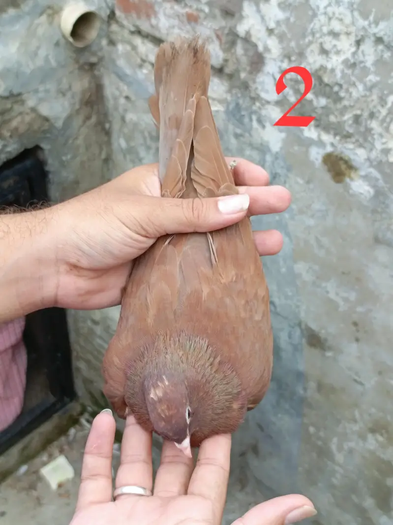 4 pigeon (2 pair) — photo 4