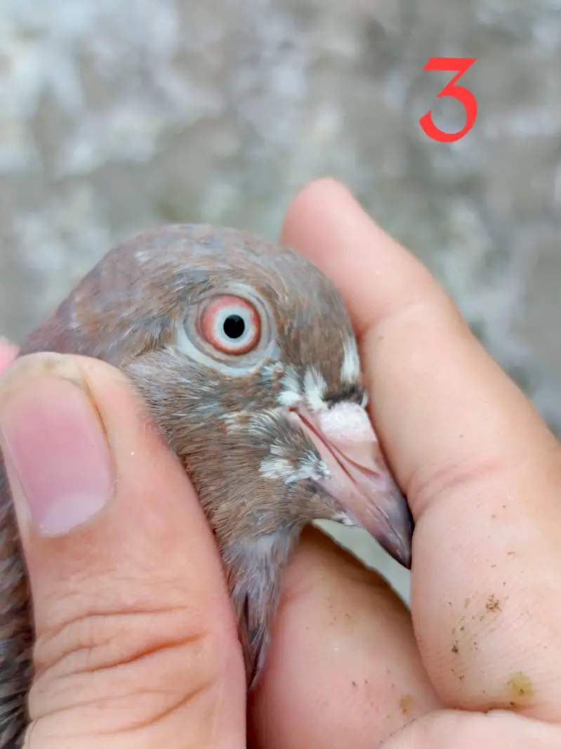 4 pigeon (2 pair) — photo 5