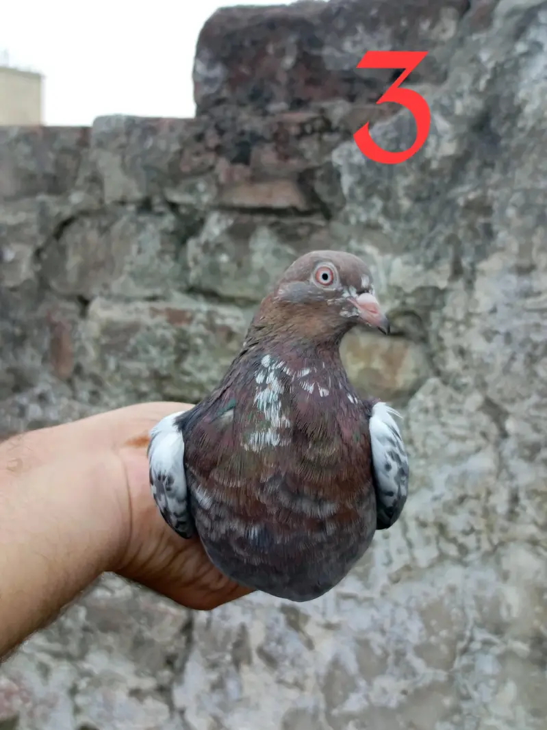 4 pigeon (2 pair) — photo 6