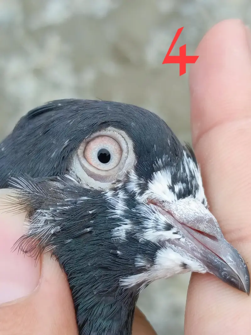 4 pigeon (2 pair) — photo 7
