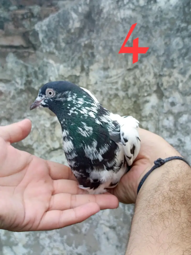 4 pigeon (2 pair) — photo 8