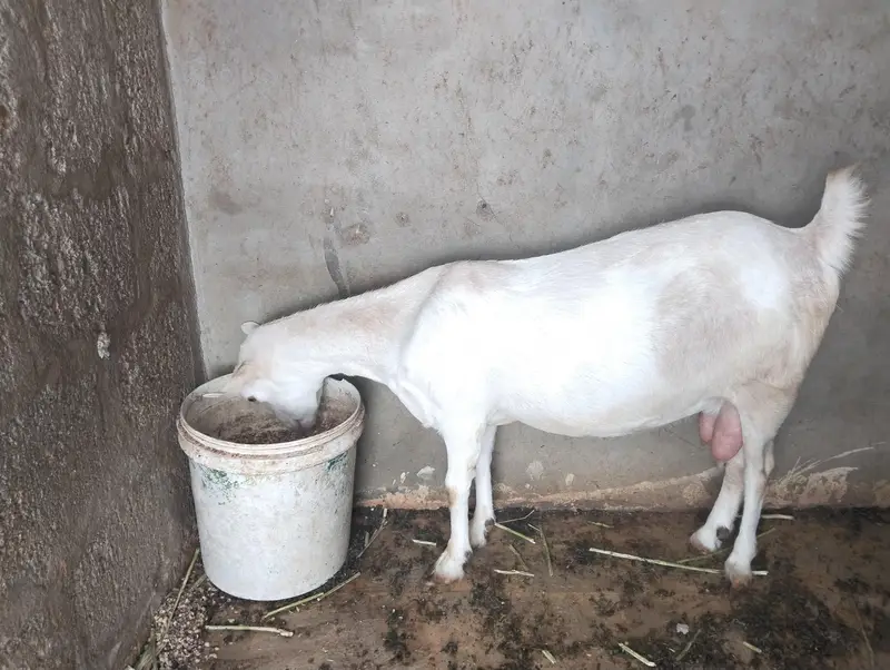 Teedy Gabban — photo 2
