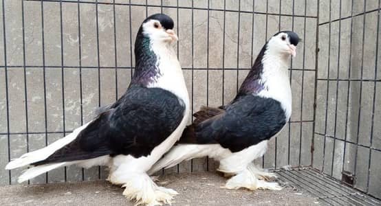 Lahori sherazi breeder pairs