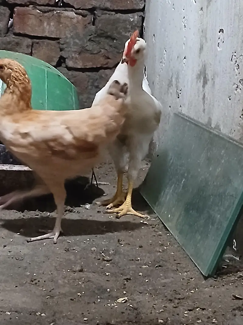 one Roaster and one female — photo 2
