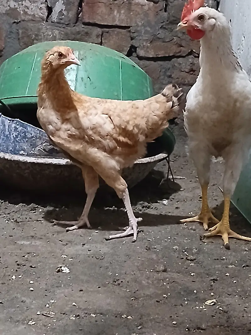 one Roaster and one female — photo 3