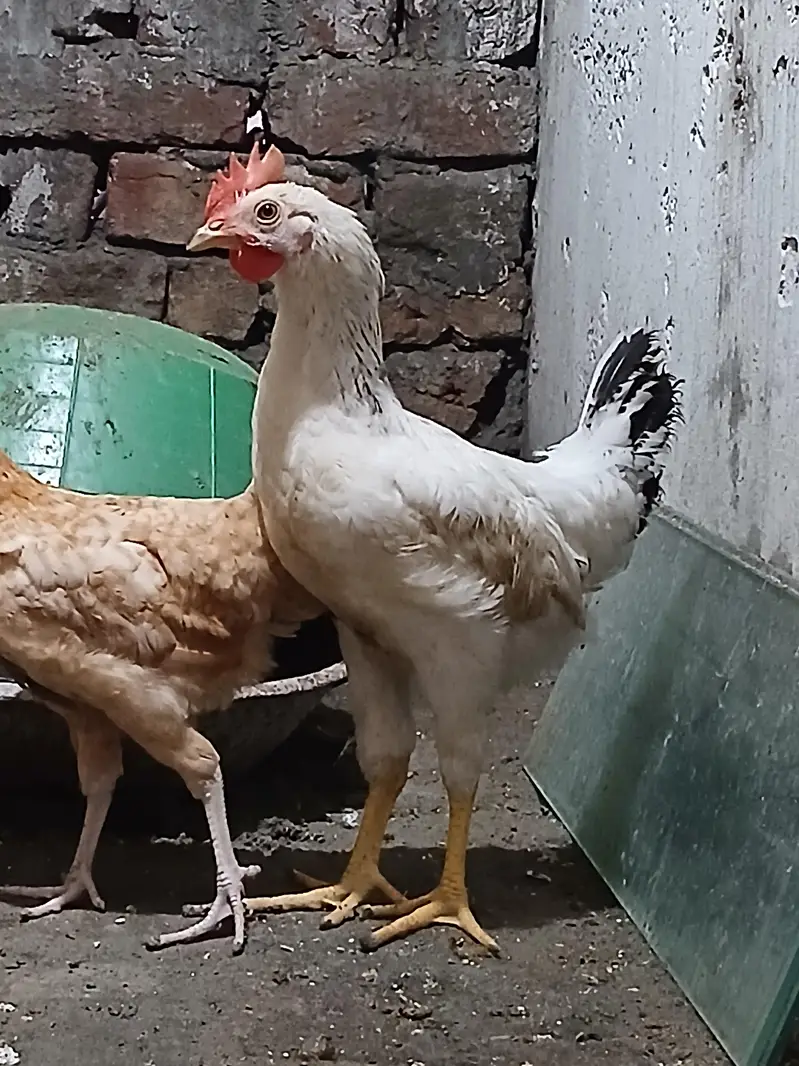 one Roaster and one female — photo 4
