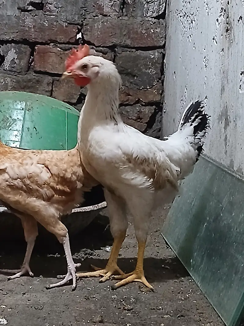 one Roaster and one female — photo 5